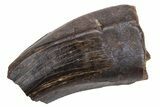 Juvenile Tyrannosaur Tooth - Judith River Formation #231264-1